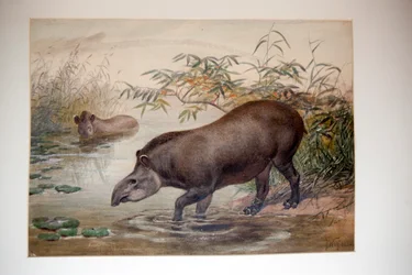 バク、1880